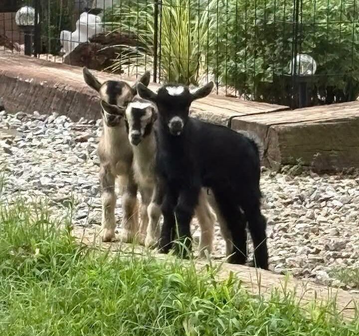 Alert: Possible Rabies Exposure